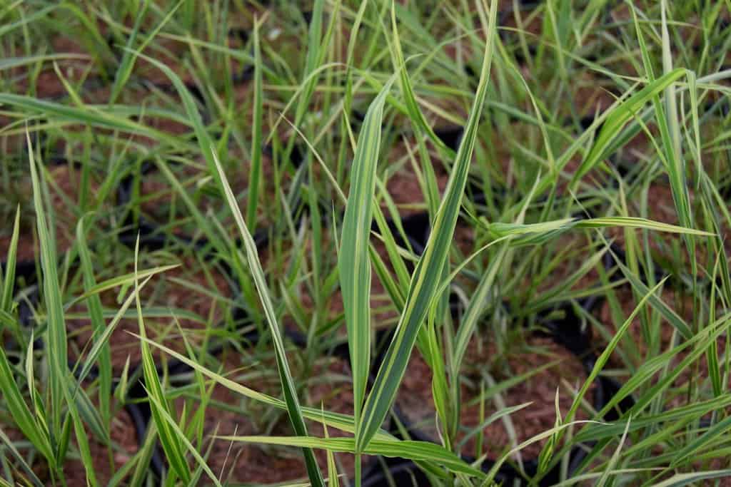 Hakonechloa macra 'Albostriata' ---